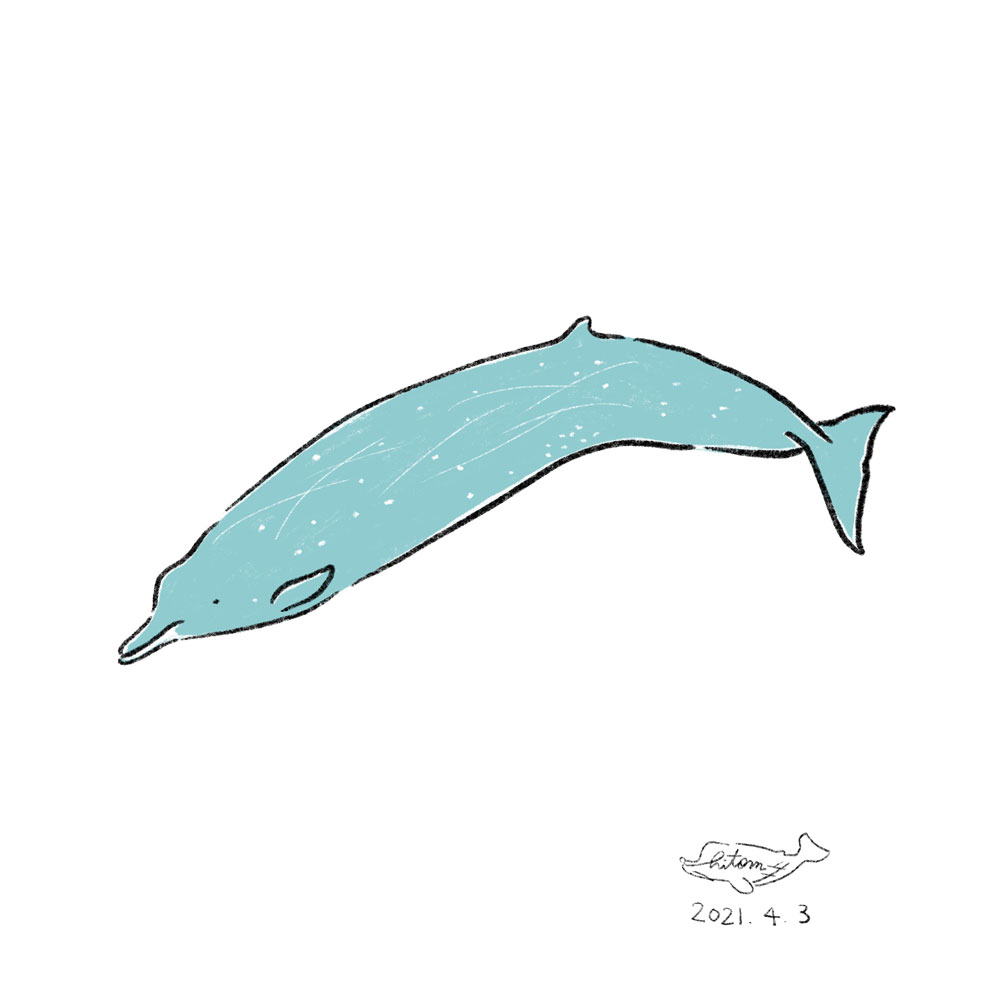 365日で学クジラ トリビア 今日は何の鯨 4月編 I Love Whales