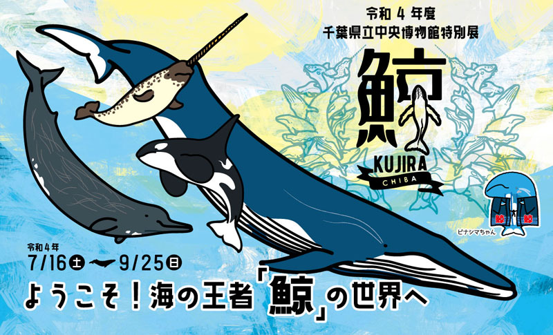 ようこそ！海の王者「鯨」の世界へ 千葉県立中央博物館 2022.7.16-9.25 | I LOVE WHALES